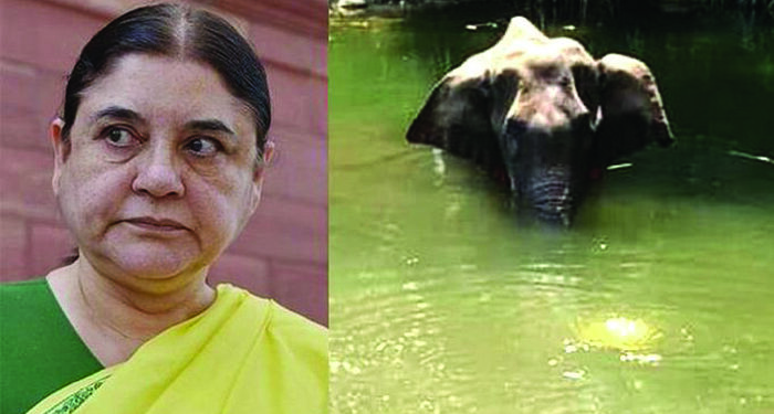 Elephant death issue: Kerala Police Registers FIR Against Maneka Gandhi