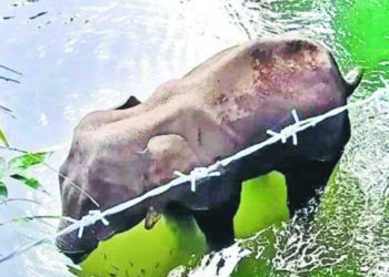 Elephant death case: One arrested, efforts on to nab more accused, says Kerala Forest Minister