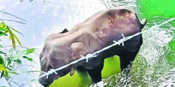 Elephant death case: One arrested, efforts on to nab more accused, says Kerala Forest Minister