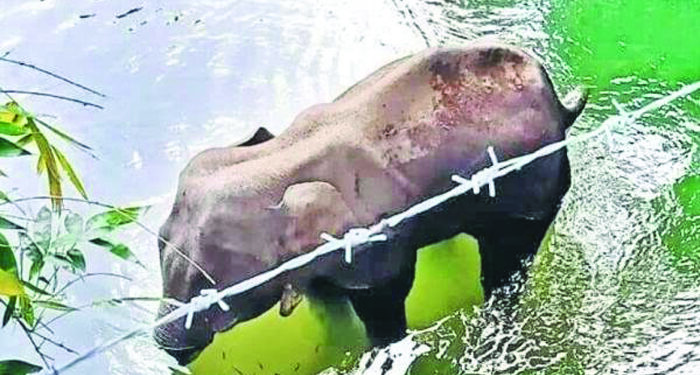 Elephant death case: One arrested, efforts on to nab more accused, says Kerala Forest Minister