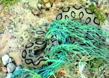 Russell’s viper caught in house, gives birth to 35 snakelets