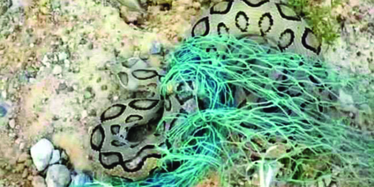 Russell’s viper caught in house, gives birth to 35 snakelets