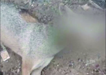 After cruelly killing a pregnant pachyderm in Kerala, ‘human jackals’ kill jackal with meat bomb in TN