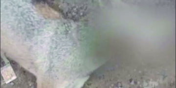 After cruelly killing a pregnant pachyderm in Kerala, ‘human jackals’ kill jackal with meat bomb in TN