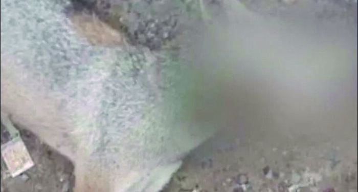 After cruelly killing a pregnant pachyderm in Kerala, ‘human jackals’ kill jackal with meat bomb in TN