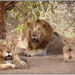 PM pats community participation for increase in Asiatic lion population in Gujarat’s Gir