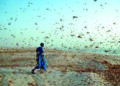 Locusts arrive in Banaskantha dist, says official