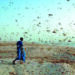 Locusts arrive in Banaskantha dist, says official
