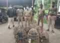 Seven wild boar poachers arrested by forest officials in Tapi