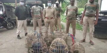 Seven wild boar poachers arrested by forest officials in Tapi