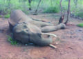 10-year old male elephant succumbs to mouth injury in TN