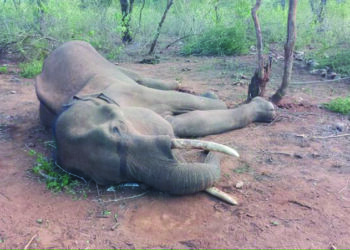 10-year old male elephant succumbs to mouth injury in TN