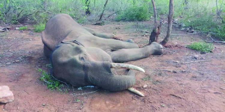 10-year old male elephant succumbs to mouth injury in TN