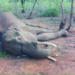 10-year old male elephant succumbs to mouth injury in TN