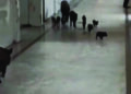 Video of pigs roaming inside Govt hospital in Karnataka causes outrage