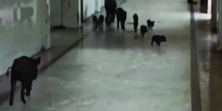 Video of pigs roaming inside Govt hospital in Karnataka causes outrage