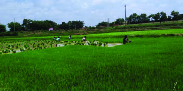 Register Kharif 2020 Crop under PMFBY before July 31, Tomar appeals farmers
