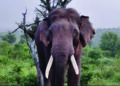 Radio-collared tusker found dead in Mudumalai forest