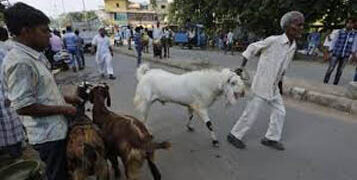 Police prohibit animal sacrifice in public in Ahmedabad, Surat