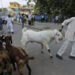 Police prohibit animal sacrifice in public in Ahmedabad, Surat