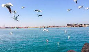 Gujarat to develop Pirotan Island as nature activities tourist centre, to form Bet Dwarka Island Development Authority