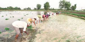 Govt notifies two Ordinances for barrier-free farm trading