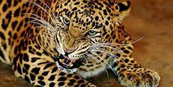 Leopard kills old man at his mango farm in Gir