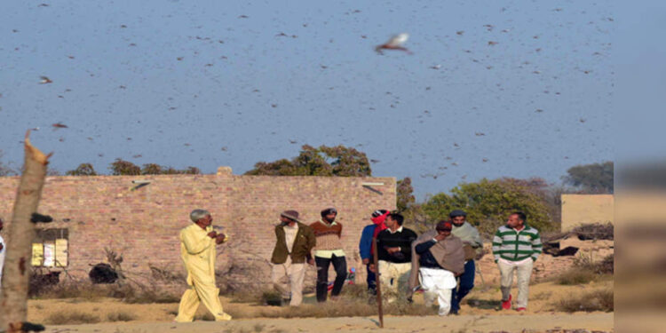 Locust control operations carried out in 35 places in Gujarat, Rajasthan, UP