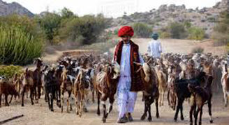 Gujarat to form 5-member panel to decide ‘real’ tribals of Gir forest