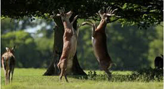 Eight held in Manavadar for hunting wild animals