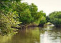 Godrej & Boyce, WWF India launch Magical Mangroves campaign in 8 states, including Gujarat, TN