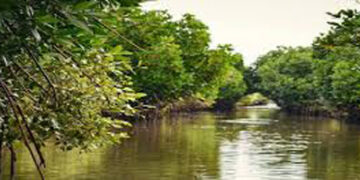 Godrej & Boyce, WWF India launch Magical Mangroves campaign in 8 states, including Gujarat, TN