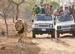 After report of 2 positive cases, Sasan near Gir lion sanctuary opts for 4-day lockdown