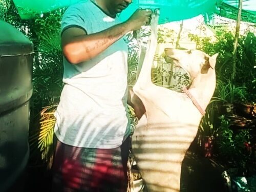 ‘Chippiparai,’ TN’s sprinter dog breed finds mention by PM at Maan Ki Baat