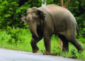 Elephant kills man near Coimbatore, tiger a woman in Nilgiris