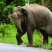 Elephant kills man near Coimbatore, tiger a woman in Nilgiris