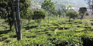TN govt to decide on banning tourism in Nilgiris: Collector