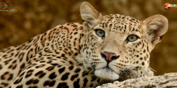 Leopard mauls 5-year-old boy to death in Chhota Udepur