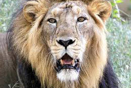 Gujarat govt notice to forest official over remarks on lions