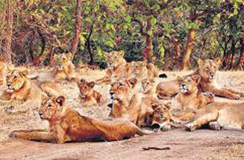 World Lion Day: Gujarat govt committed to conservation of Asiatic lions, says CM