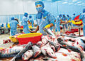 MPEDA opens testing lab in Porbandar for seafood exporters to ensure international quality standards
