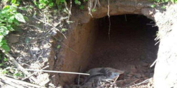 BSF detects tunnel along India-Pak border in Jammu