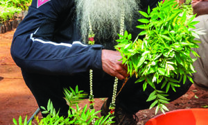Cauvery Calling’s evergreen memorial: Farmers to plant 1.26 lakh saplings in honour of TN environmentalist