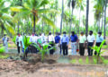 TNAU’s initiative: Mass multiplication of elite coconut varieties to meet demand of quality seedlings