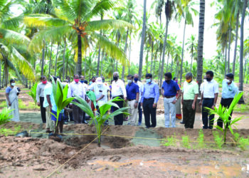 TNAU’s initiative: Mass multiplication of elite coconut varieties to meet demand of quality seedlings