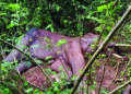 2 Elephants, Leopardess Found Dead In Districts