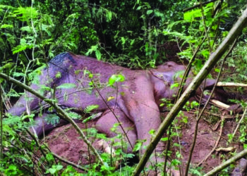 2 Elephants, Leopardess Found Dead In Districts