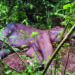 2 Elephants, Leopardess Found Dead In Districts