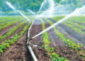 NABARD sanctions micro-irrigation projects worth Rs 3,805.67 cr so far: Agriculture Minister Tomar