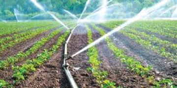 NABARD sanctions micro-irrigation projects worth Rs 3,805.67 cr so far: Agriculture Minister Tomar